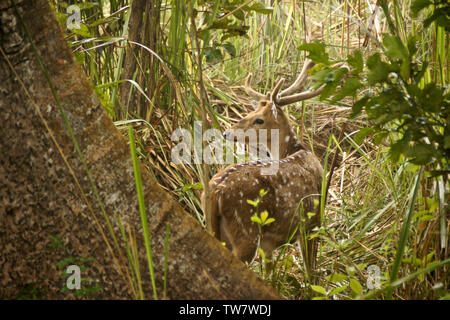 Männliche Spotted Deer (Achse Hirsche, Chital) mit Geweih in Samt, Chitwan Nationalpark Nepal Stockfoto