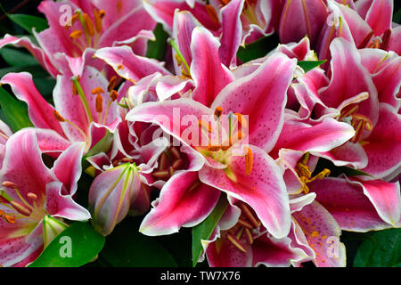 Bereich der riesigen Stargazer Lilien Stockfoto