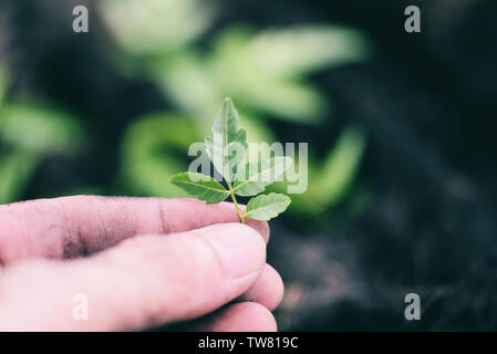 Werk in der Hand für die Anpflanzung im Garten/arbeitet der Gartenarbeit kleine Pflanze im Hinterhof Stockfoto