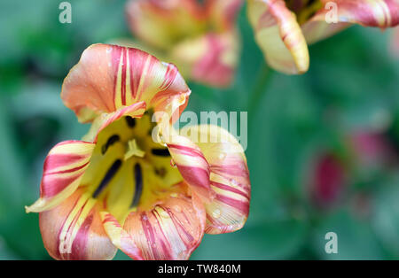 Bunte Tulpen nach einem kurzen Regen Stockfoto