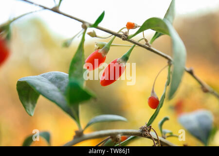 Reifen Goji Beeren auf Bush, Nahaufnahme Stockfoto