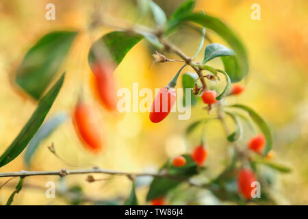 Reifen Goji Beeren auf Bush, Nahaufnahme Stockfoto