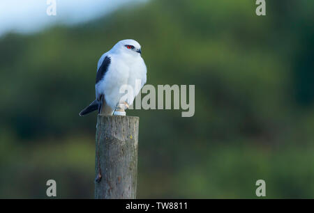 Schwarz abgesetzten Kite, Elanus axillaris, auf einer Stange in der Nähe von Feuchtgebieten in der Nähe von Apollo Bay thront, Great Ocean Road, Victoria, Australien Stockfoto