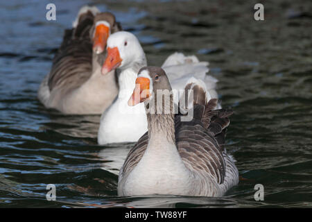 Drei inländische Gans Gänse wilde Schwimmen in der Lagune in Apollo Bay, Victoria, Australien. Stockfoto