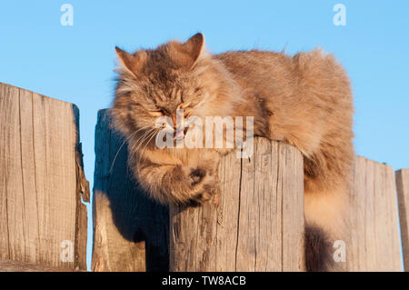 Grau behaarte katze lachen sitzen auf einer Stange Stockfoto