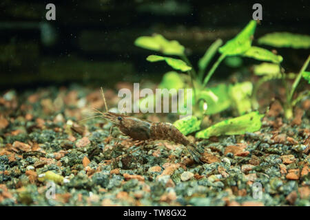 Kleine Garnelen im Aquarium Stockfoto