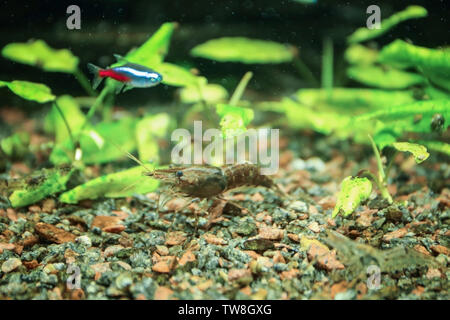 Kleine Garnelen im Aquarium Stockfoto