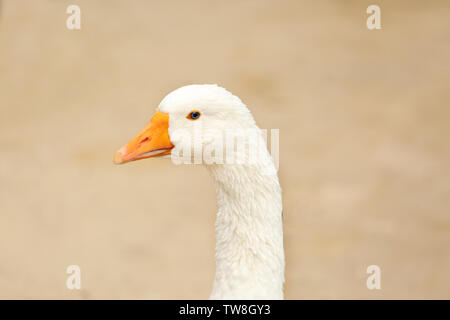 Weiße Gans auf unscharfen Hintergrund, closeup Nett Stockfoto