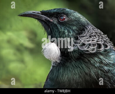 Tui Portrait - eine Nahaufnahme eines schönen Nektar füttern Vogel aus Neuseeland an Tititiri Matangi aus Auckland. . Stockfoto