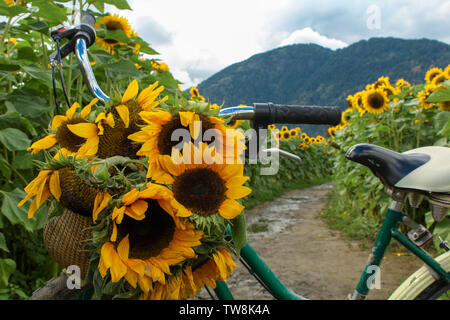 Sonnenblumen wachsen in einem Feld Stockfoto