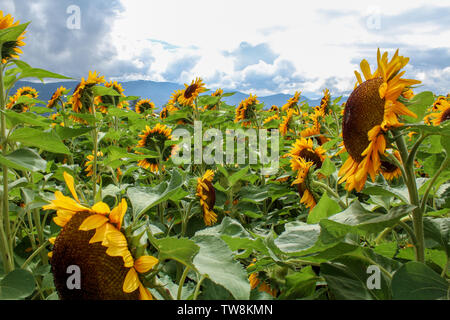 Sonnenblumen wachsen in einem Feld Stockfoto