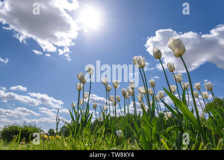 Schöne weiße Tulpen mit grünen Blättern ganz nah vor dem Hintergrund der Sonne, blauer Himmel und Wolken Stockfoto