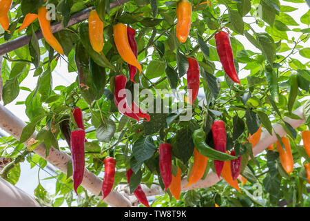 Drei-dimensionale Anpflanzung von Chili peppers, in Shandong Qingdao Gemüse Expo gefilmt. Stockfoto