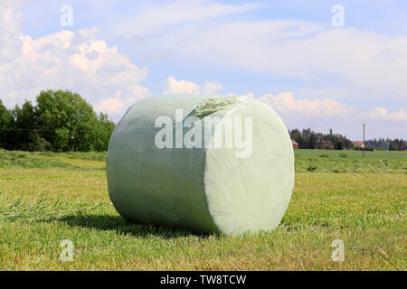 Hay in grün Kunststoff im grünen Feld gehüllt an einem Tag des Sommer mit blauem Himmel und weißen Wolken. Stockfoto