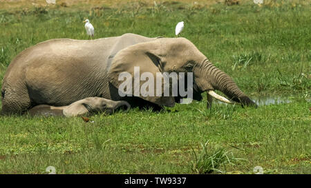 Nahaufnahme eines Elefanten und Kalb Fütterung in einem Sumpf in der amboseli Stockfoto
