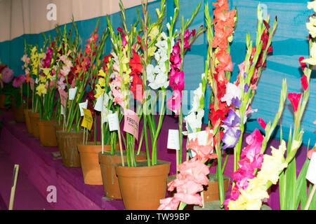 Corydalis snapdragon und Glyzinien Blume Anzeige für den Verkauf in einem Blumentopf im Gartenbau Messe in Kolkata, West Bengal Indien. Stockfoto