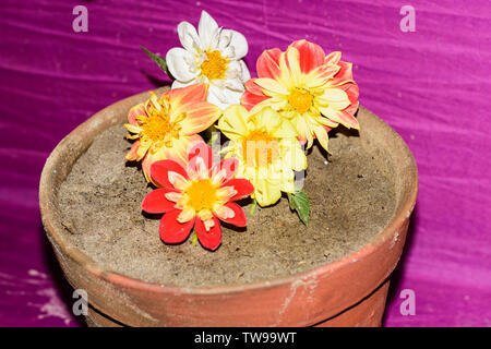 Dahlie 'Bischof von Llandaff', mexikanische Aster oder Garten Kosmos und Desert Rose (adeniums) auf einem Schlamm Blume Eimer. Stockfoto