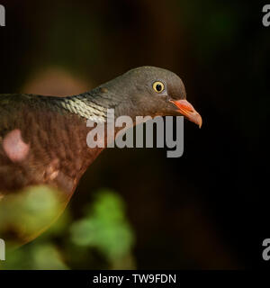 Woodpigeon - Columba Palumbus, schöne bunte Taube aus europäischen Wäldern, Hortobagy Natinal Park, Ungarn. Stockfoto