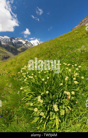 Alpine Sieg, Porree, Zwiebel (Allium victorialis). Blühende Pflanzen in bergige Landschaft. Stockfoto