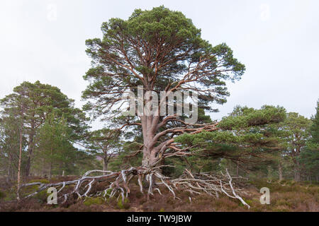 Old Scots Pine (Pinus sylvestris) zeigt seine Wurzeln Cairngorms National Park, Schottland, Großbritannien Stockfoto