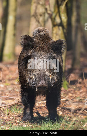 Wildschwein (Sus scrofa). Männlich stehend in einem Wald im Frühling. Deutschland Stockfoto