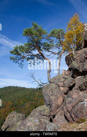 Blick vom Ilsestein in das Ilsetal, Nationalpark Harz, Sachsen-Anhalt, Deutschland Stockfoto