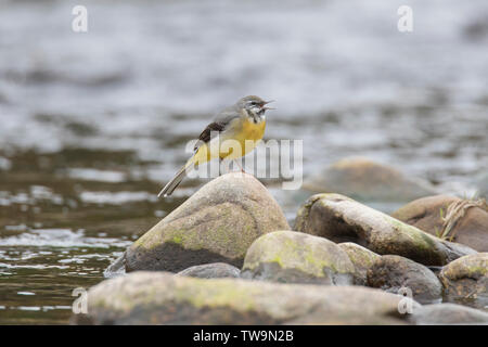 Gebirgsstelze (Motacilla cinerea). Männliche in Song, auf einem Felsen in einem Bach thront. Schottland, Großbritannien Stockfoto