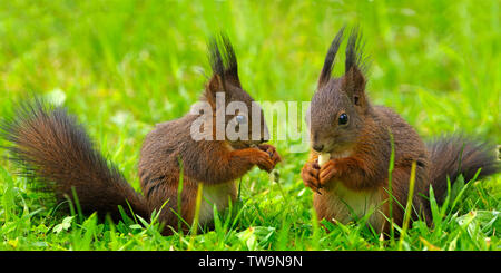 Eichhörnchen (Sciurus vulgaris). Paar sitzt auf einer Wiese in einem Garten beim Essen. Deutschland Stockfoto