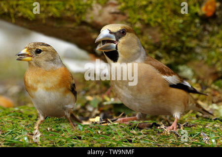 Weibliche Bergfink (Fringilla montifringilla, links) und weibliche (Hawfinch Coccothraustes coccothraustes, rechts) Nahrungssuche in einem Garten im Winter. Stockfoto