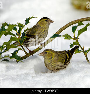 Eurasian Siskin (Carduelis spinus). Ein Hoch auf Holly Zweig, die andere vor ihm. Deutschland Stockfoto