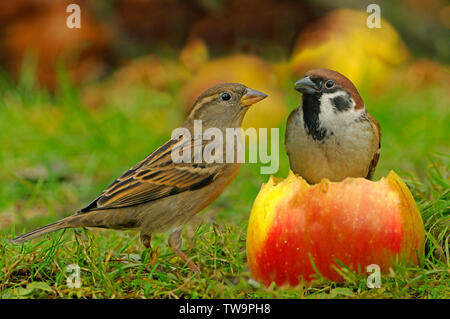 Weibliche Haussperling (Passer domesticus) und Feldsperling (Passer montanus) essen einen Apfel. Stockfoto