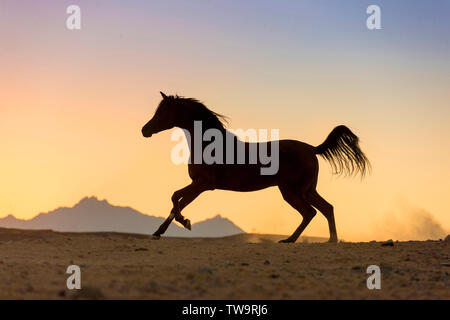 Vollblutaraber Pferd. Bay Stallion in der Wüste galoppieren, gegen den Abendhimmel. Ägypten Stockfoto