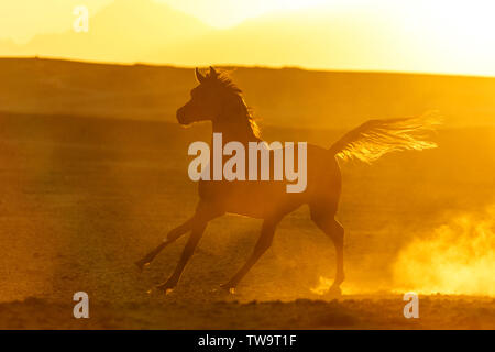 Vollblutaraber Pferd. Bay Stallion in der Wüste galoppieren, gegen den Abendhimmel. Ägypten Stockfoto