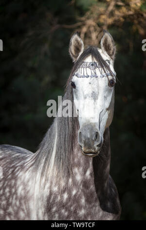 Vollblutaraber Pferd. Portrait von schimmelhengst, tragen, Halfter, vor einem schwarzen Hintergrund gesehen. Ägypten Stockfoto