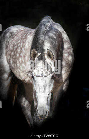 Vollblutaraber Pferd. Portrait von schimmelhengst, tragen, Halfter, vor einem schwarzen Hintergrund gesehen. Ägypten Stockfoto