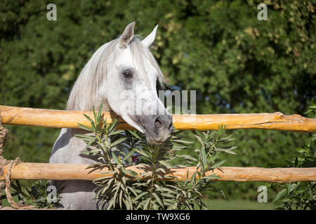 Arabische Pferd. Graue Hengst über einen Zaun. Ägypten Stockfoto