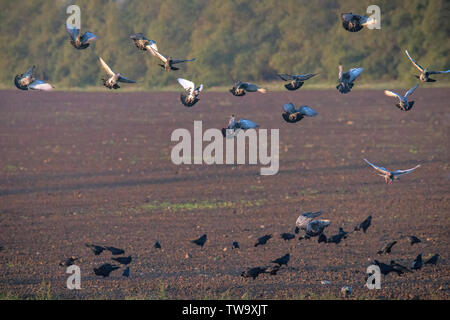 Saatkrähen und Tauben sammelt das Korn nach der Aussaat. Schädliche Geflügel für die Landwirtschaft Stockfoto