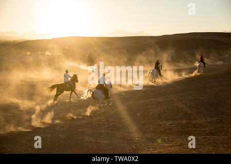 Arabische Pferd. Gruppe von Reitern in der Wüste bei Sonnenuntergang galoppieren. Ägypten Stockfoto