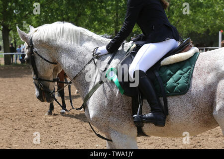 Wunderschöne reinrassige Springreiterin Pferd Canter auf der Rennstrecke nach dem Rennen. Bunten Bändern Rosette auf dem Kopf von einem Preisträger schöne junge gesunde Stockfoto