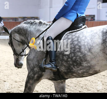 Wunderschöne reinrassige Springreiterin Pferd Canter auf der Rennstrecke nach dem Rennen. Bunten Bändern Rosette auf dem Kopf von einem Preisträger schöne junge gesunde Stockfoto