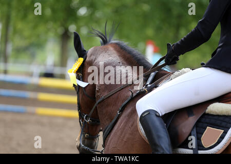 Wunderschöne reinrassige Springreiterin Pferd Canter auf der Rennstrecke nach dem Rennen. Bunten Bändern Rosette auf dem Kopf von einem Preisträger schöne junge gesunde Stockfoto