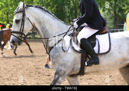 Wunderschöne reinrassige Springreiterin Pferd Canter auf der Rennstrecke nach dem Rennen. Bunten Bändern Rosette auf dem Kopf von einem Preisträger schöne junge gesunde Stockfoto