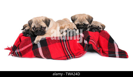 Süße Mops Welpen liegen in Box mit weichem Plaid auf weißem Hintergrund Stockfoto