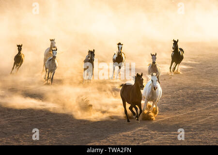 Arabisches Pferd. Juvenile Stuten in der Wüste, im Galopp Abendlicht. Ägypten Stockfoto