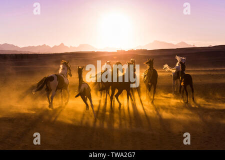 Arabisches Pferd. Juvenile Stuten in der Wüste, im Galopp Abendlicht. Ägypten Stockfoto