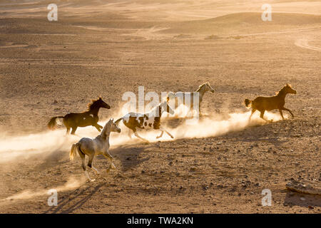 Arabische Pferd. Fünf Jugendliche Stuten in der Wüste galoppieren, Abendlicht. Ägypten Stockfoto