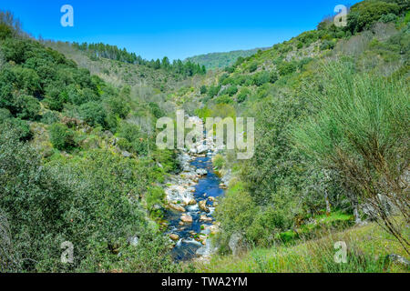 Mediterranen Wald Kreuz von einem Fluss, Salamanca Spanien Stockfoto