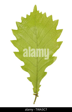 Grünes Blatt von monolian Eiche oder Quercus mongolica auf weißem Hintergrund. Stockfoto
