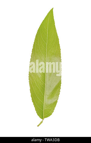 Grünes Blatt von Willow auf weißem Hintergrund. Stockfoto