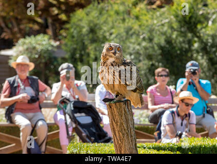 Milandes, Frankreich - 4 September, 2018: die Touristen sehen das Zeigen der Greifvögel im Chateau Les Milandes, eine Burg in der Dordogne, Aquitaine, F Stockfoto